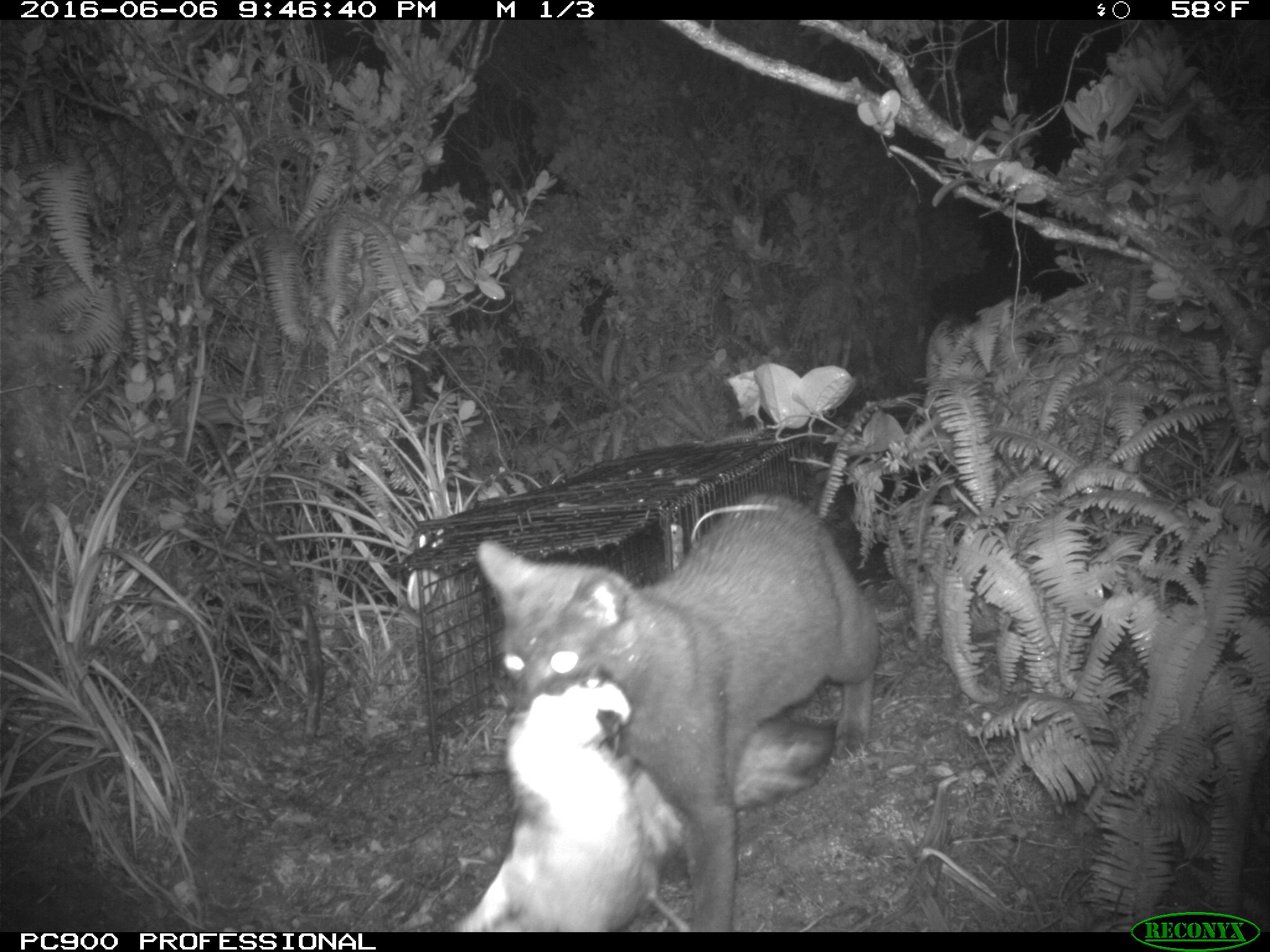 Department of Land and Natural Resources 06/21/16 Feral Cats