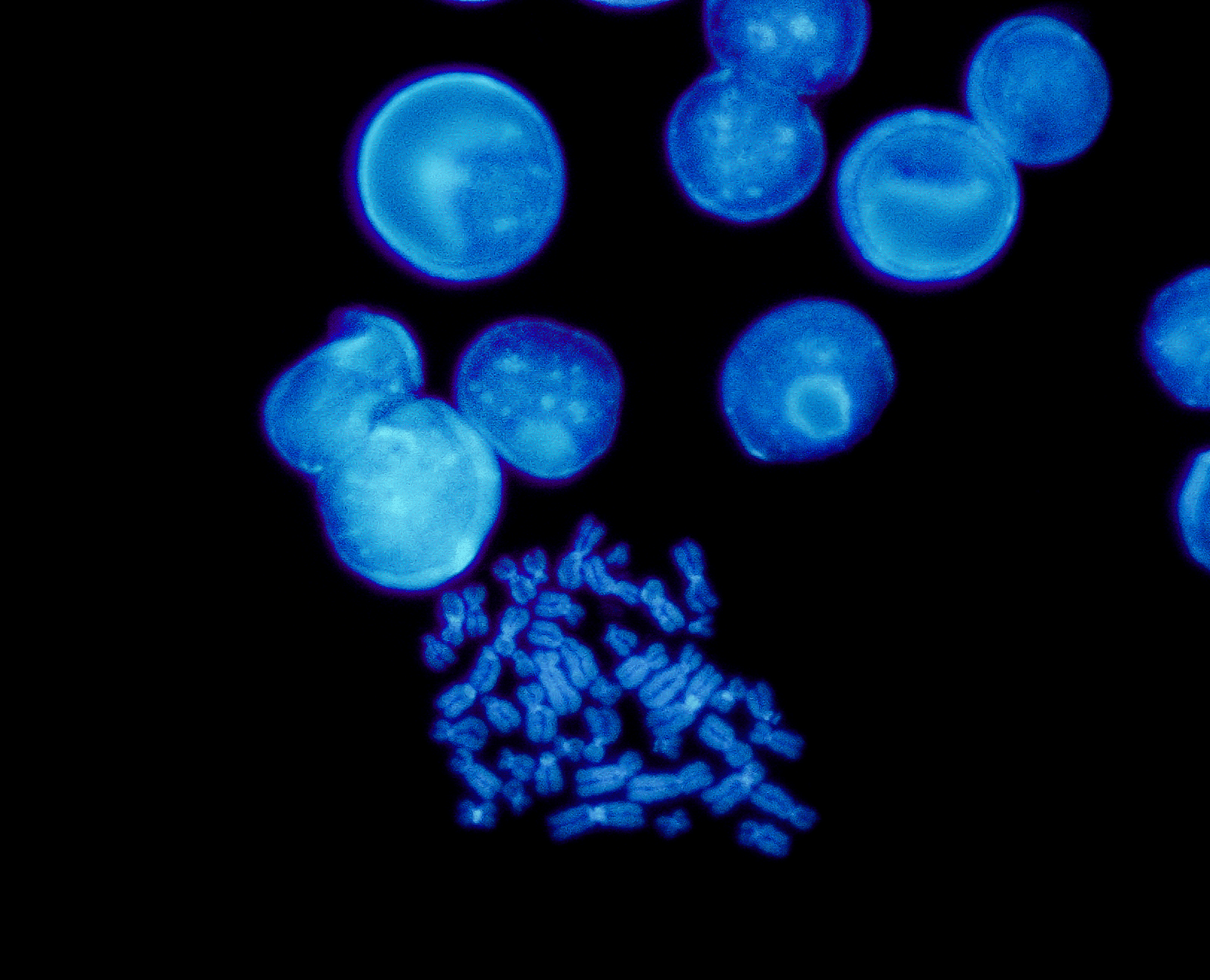 In Situ Hybridization (ISH) Discovery Life Sciences