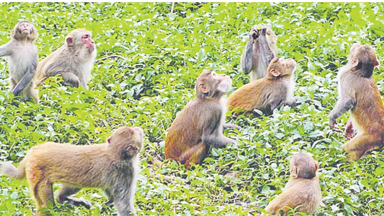 Monkeys కోతులకు ఇన్ని ప్రత్యేకతలు ఉన్నాయా? షాకింగ్ నిజాలివీ are