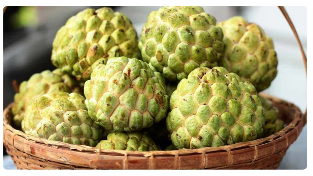Wild Sweetsop ఈ పండు తింటే కావాల్సినంత కాల్షియం.. ధర కూడా తక్కువే..