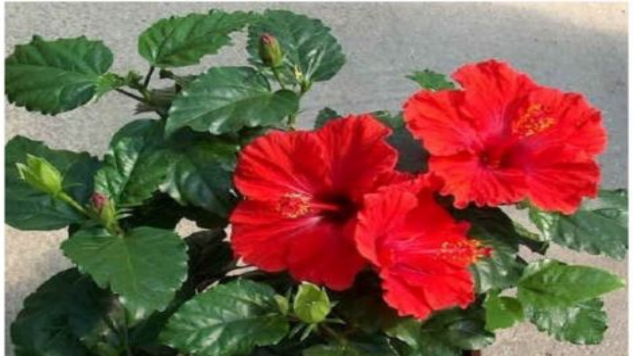 Hibiscus Plant Vastu ఇంట్లో మందారా మొక్క ఉంచాలా? ఉంటే మంచిదా? is it