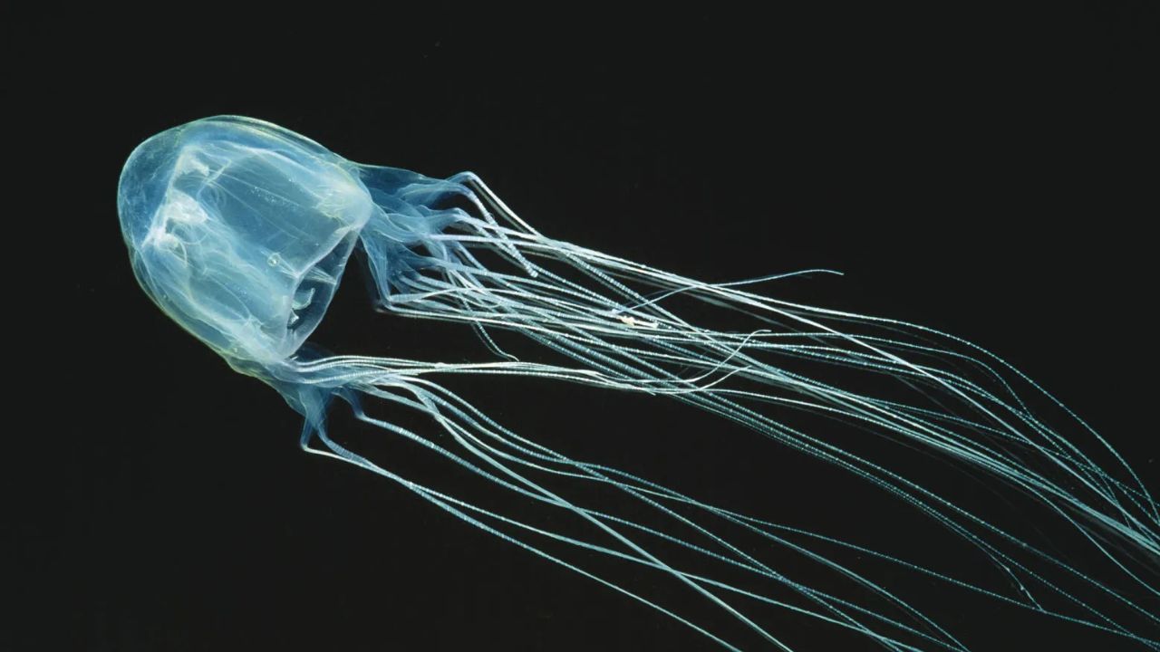 Box Jellyfish చూడటానికి ఎంతో అందంగా కనిపిస్తున్న వీటిని ముట్టుకుంటే