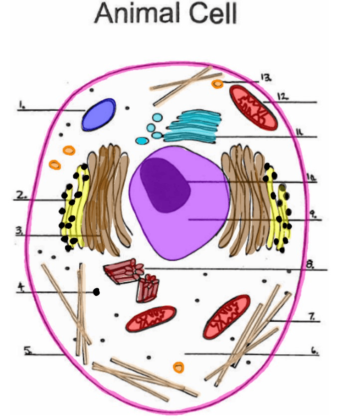 Animal Cell With Labels