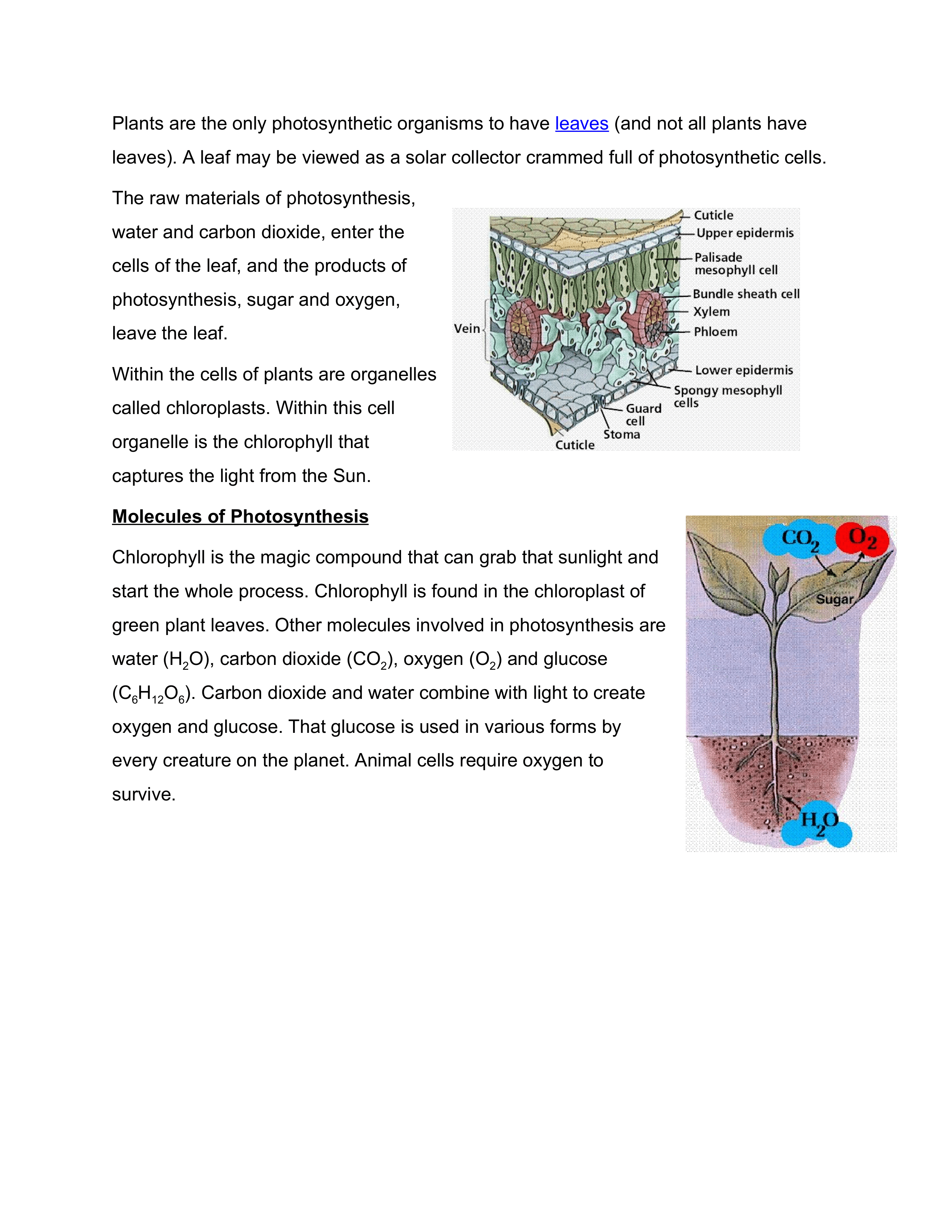 Photosynthesis and Cellular Respiration Shayna Duncan Library
