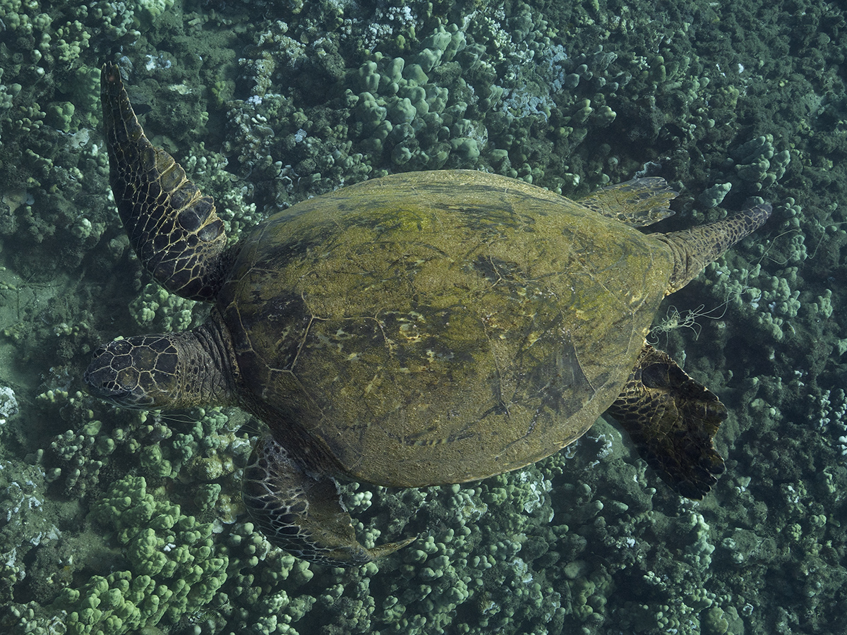 entangled green sea turtle