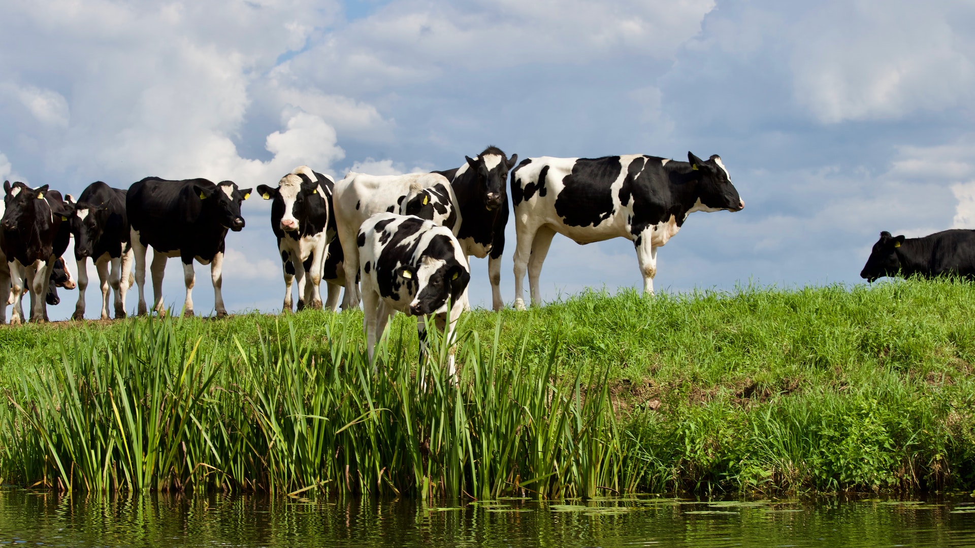 Werkgroep Behoud De Peel Wil Natuurinclusieve Landbouw En Biodiversiteit Maar Ook Zekerheid Voor Agrariërs | Deurne Media Groep