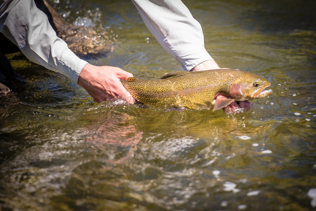 Fly Fishing Elk Creek Ranch Meeker, Colorado 81641