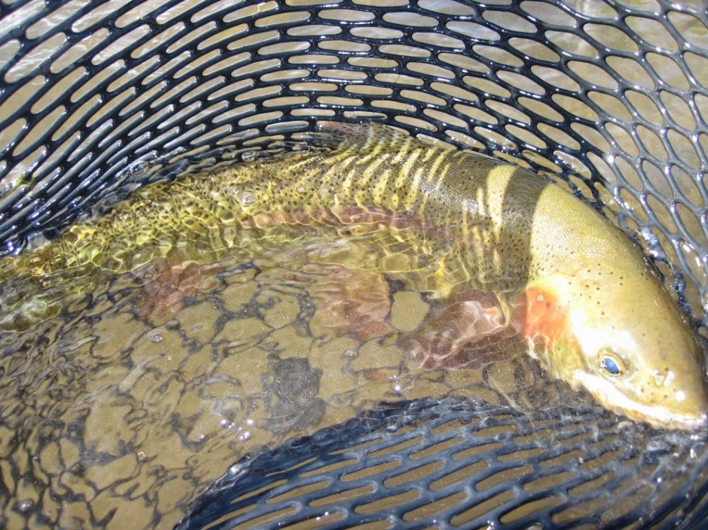 Fly Fishing Elk Creek Ranch Meeker, Colorado 81641