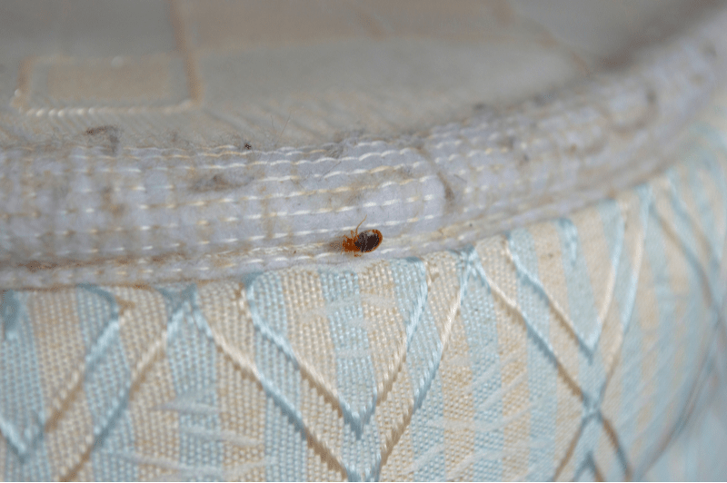 How Do I Get Rid of Bed Bugs? DM Pest Control