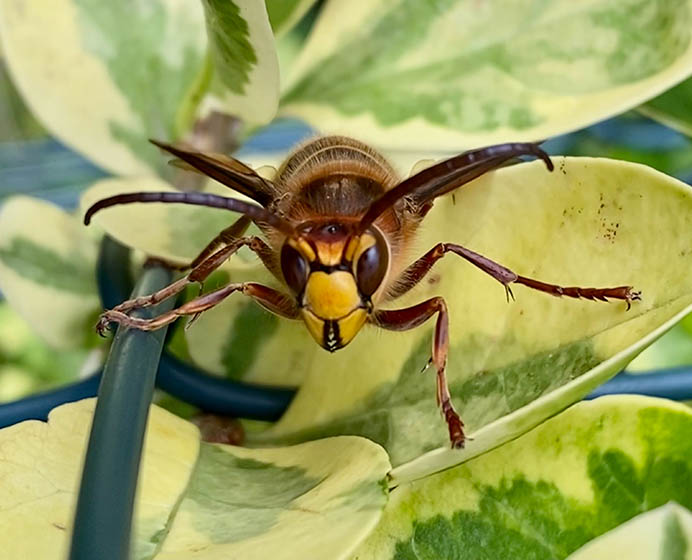 Leander Wasp Control Wasp Exterminator DM Pest Control