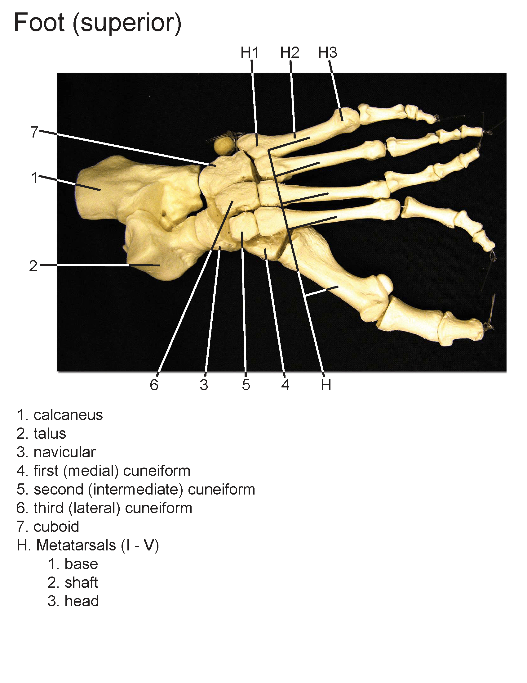 Phalanges Of The Foot
