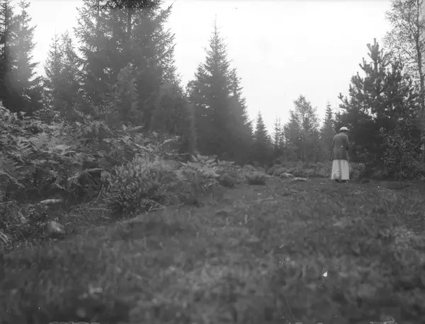 Eventuellt vägen från Hulebäck Vetlanda museum / DigitaltMuseum