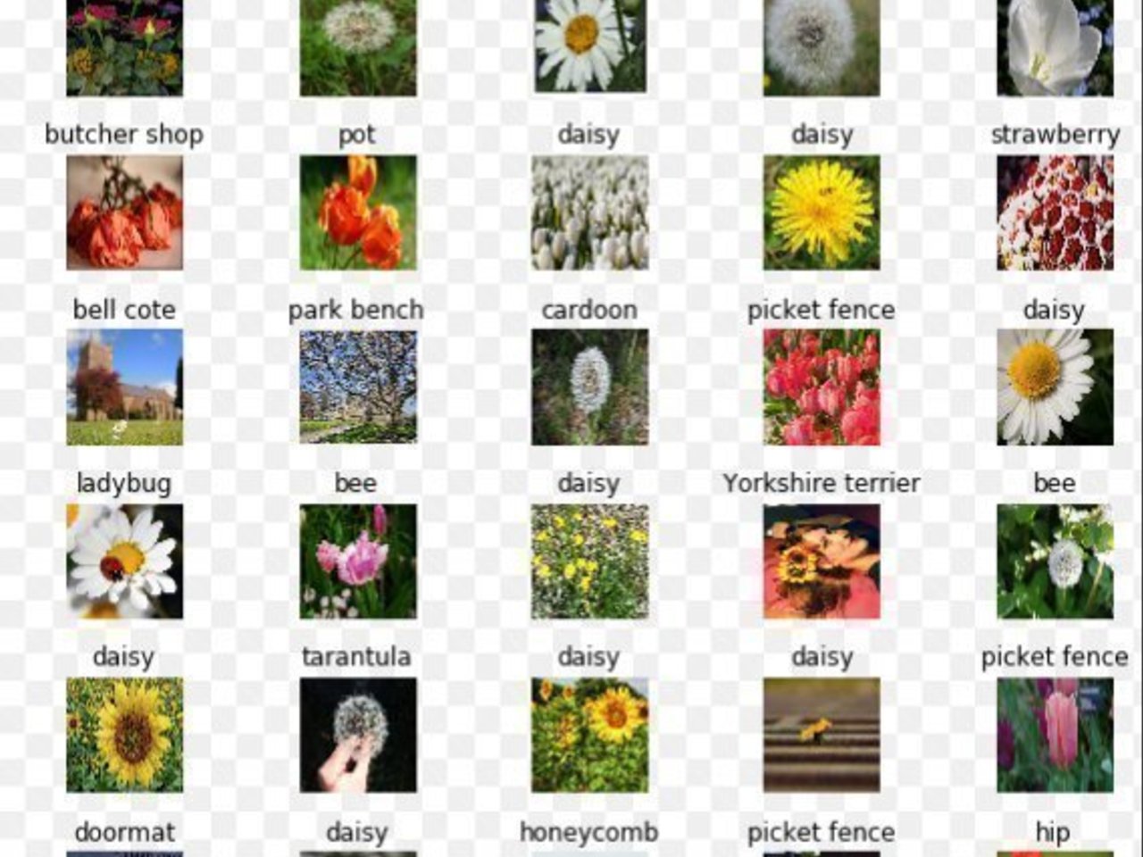 Recognize Flowers species using Transfer Learning Intel DevMesh