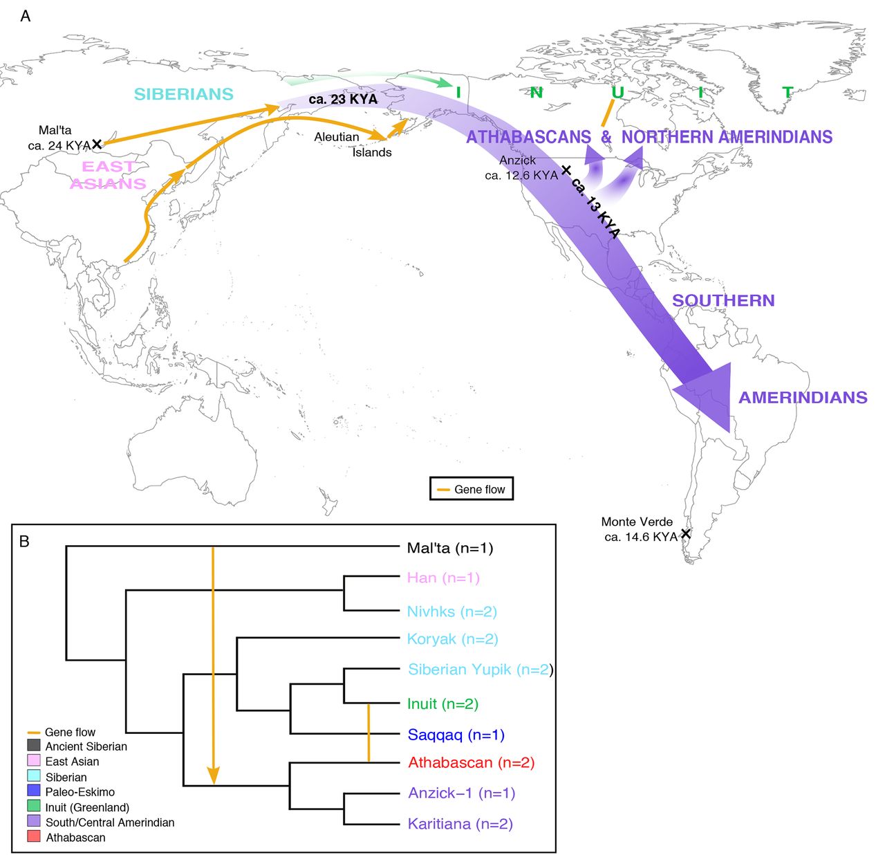 Genetic history of the Indigenous peoples of the Americas