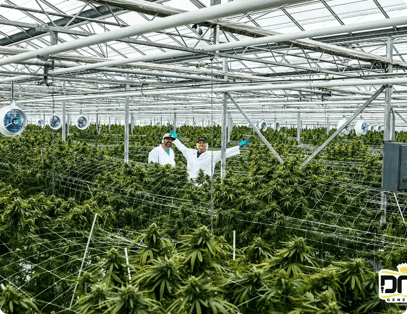 Top 10 Best Autoflower Seeds from Our Seed Bank for 2024 DNA