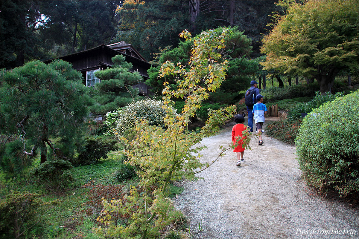 Fall color at Hakone Gardens, Saratoga Tipsy from the TRIP