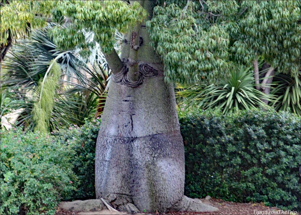 The Bottle Tree Have you seen one? Tipsy from the TRIP
