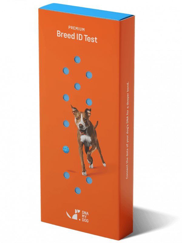 Premium Breed ID Test Upgrade from Essential DNA My Dog
