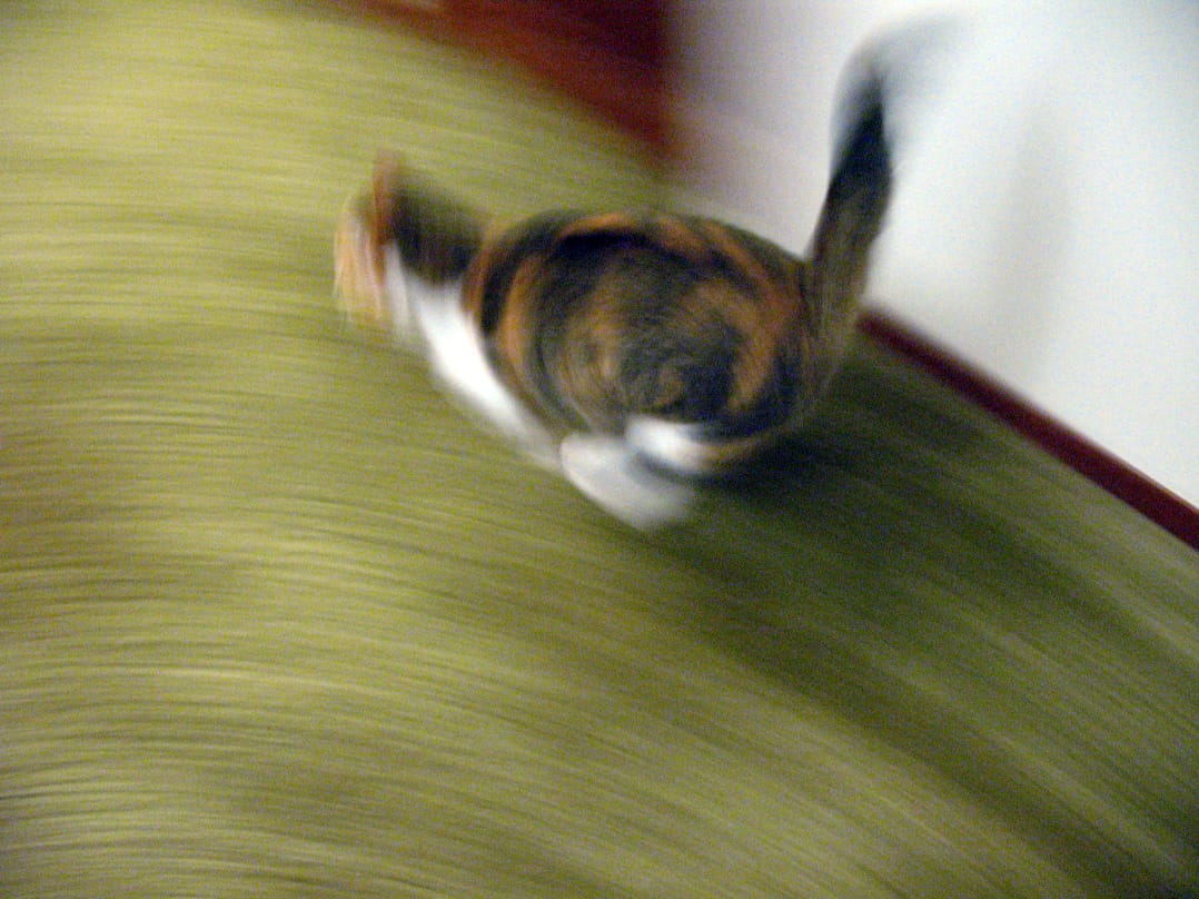 On vous explique enfin pourquoi votre chat a un coup de