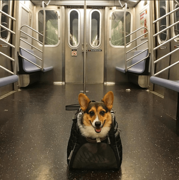 The 15 Most Adorable Dogs Riding The Subway Who Will Make Your Day