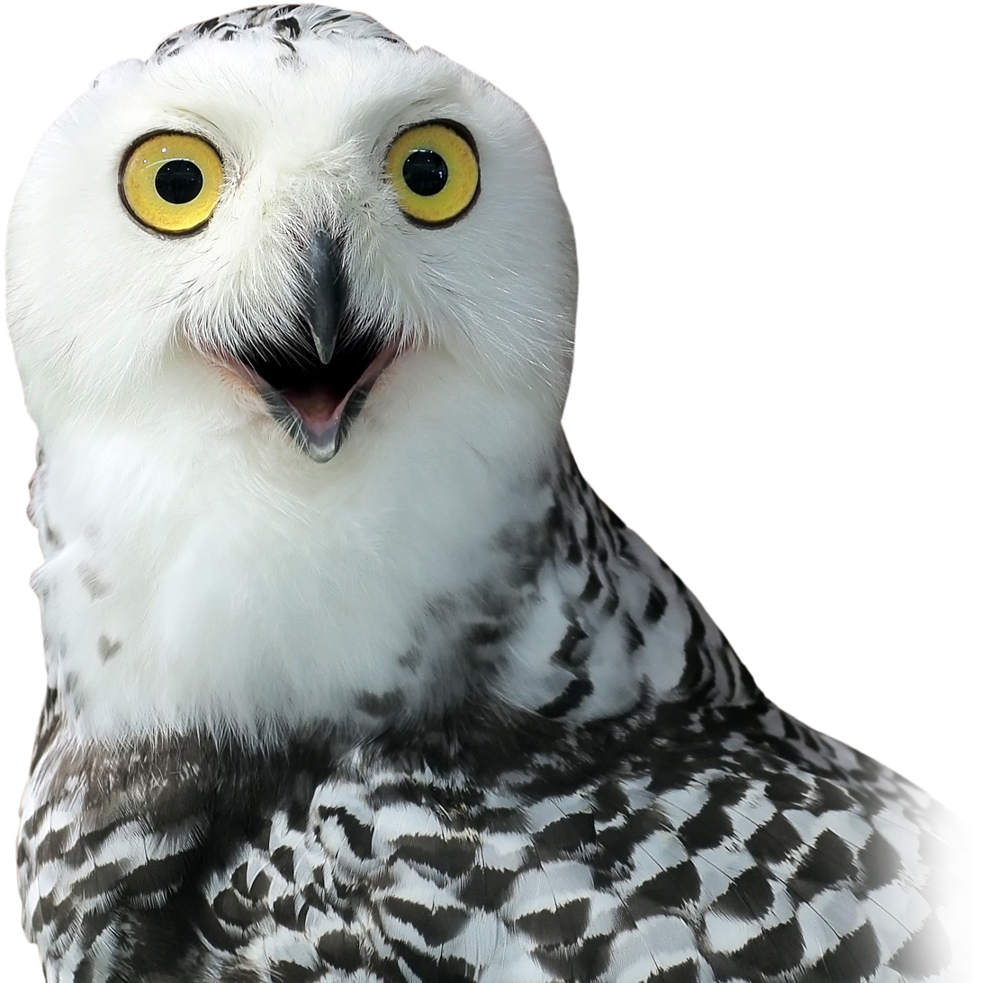 Agency Owl Insurance Web Designers
