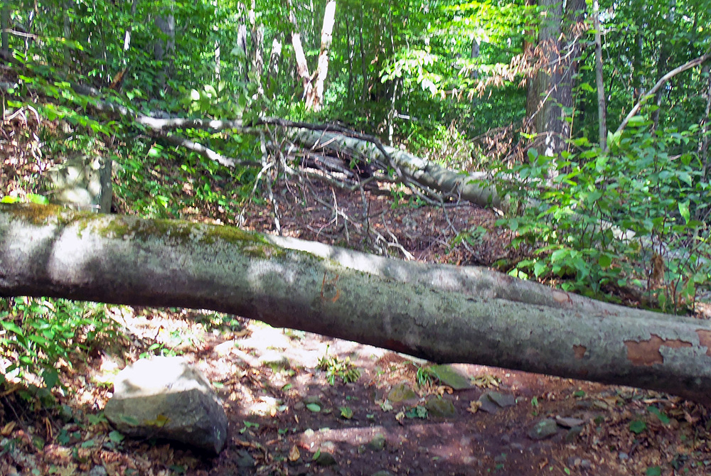 Downed Tree Dartmouth Natural Resources Trust (DNRT)
