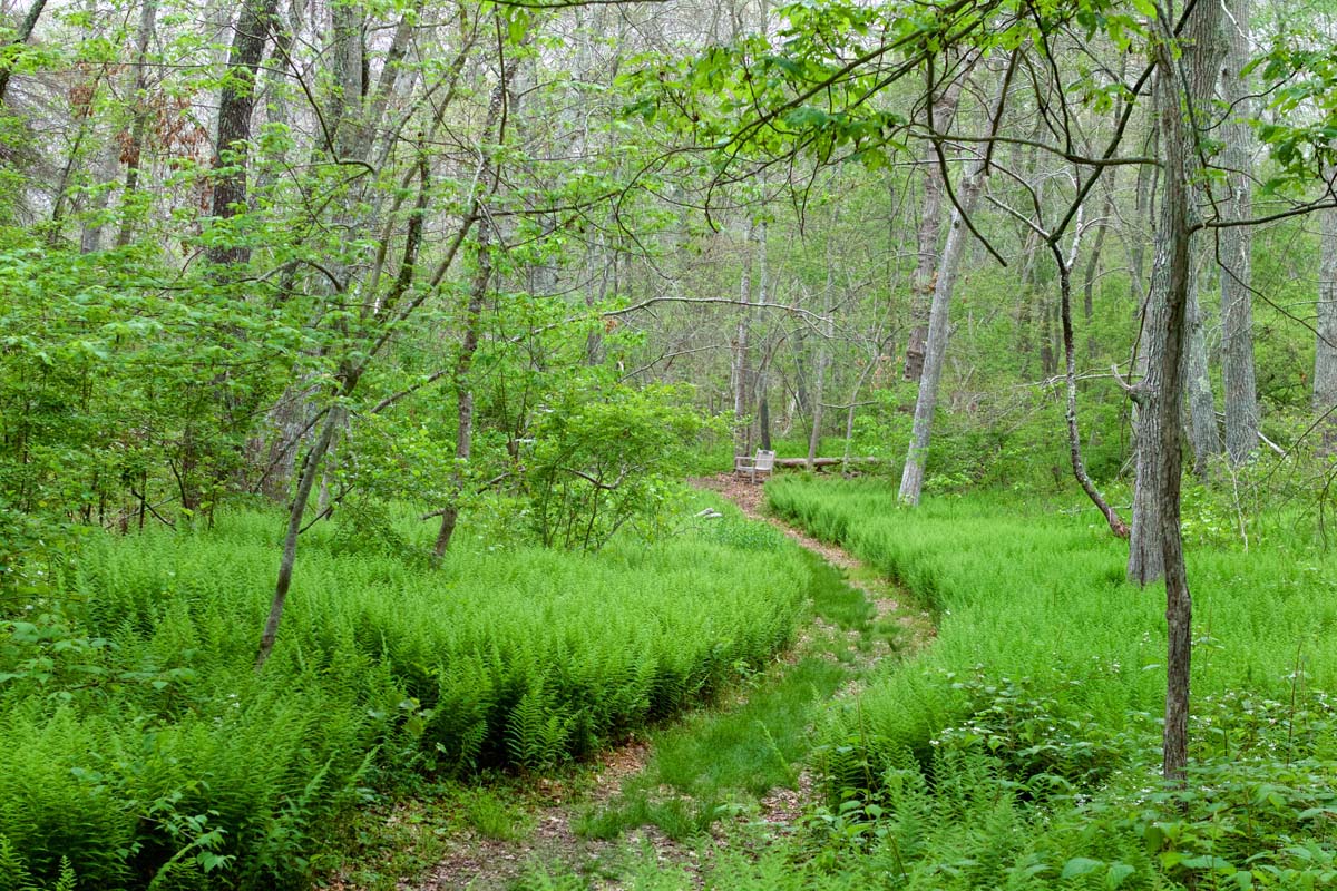 Slocum’s River Reserve Dartmouth Natural Resources Trust (DNRT)