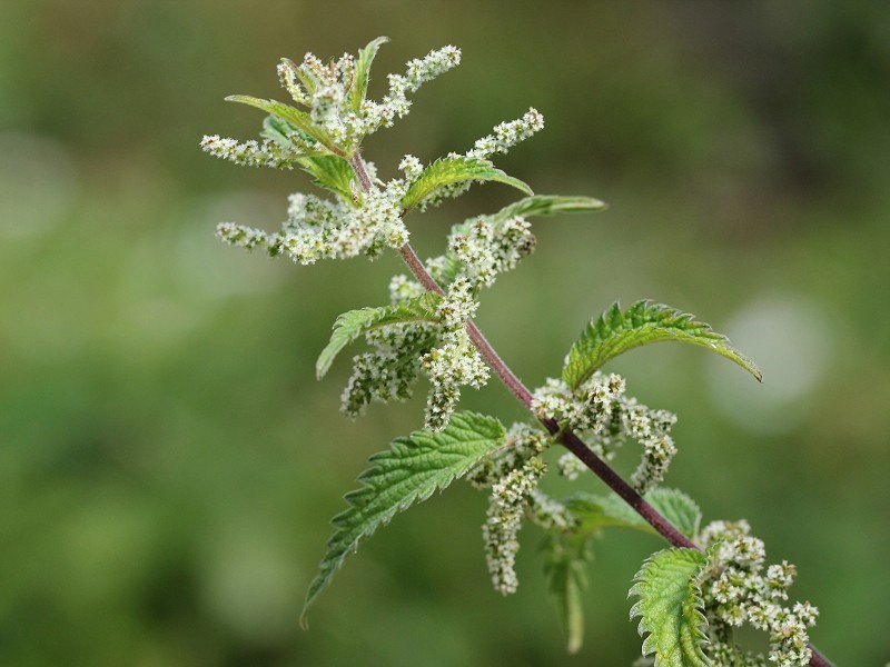 Species of the day Common 'Stinging' Nettle Sussex Wildlife Trust