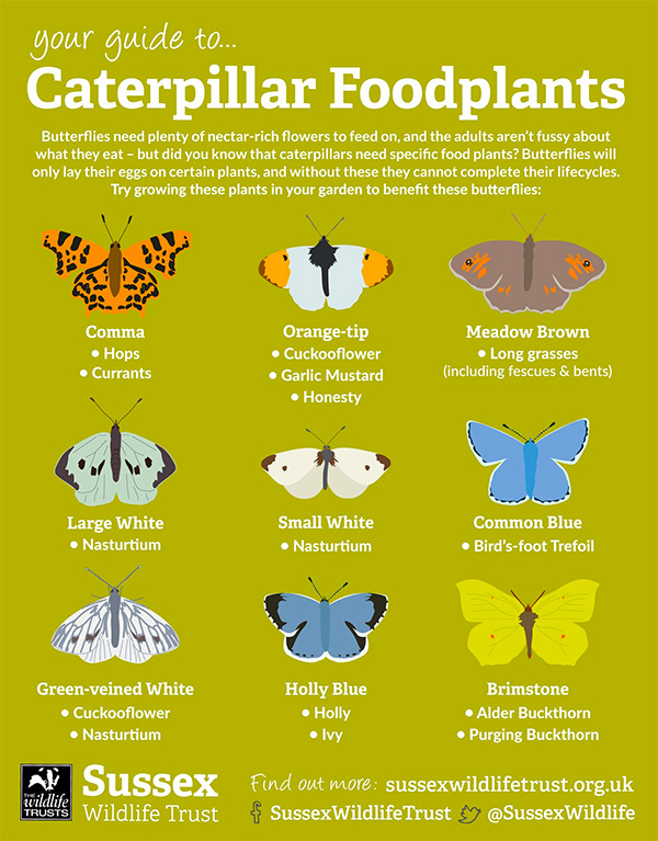 Caterpillar food plants Sussex Wildlife Trust