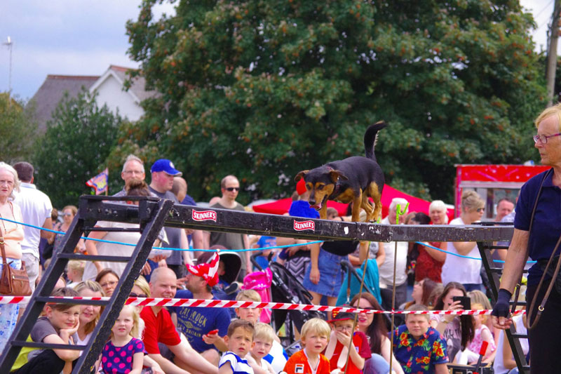 Hire Dog agility Competition Great Family Show Scarlett