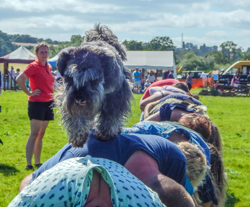 Hire Dog agility Competition Great Family Show Scarlett