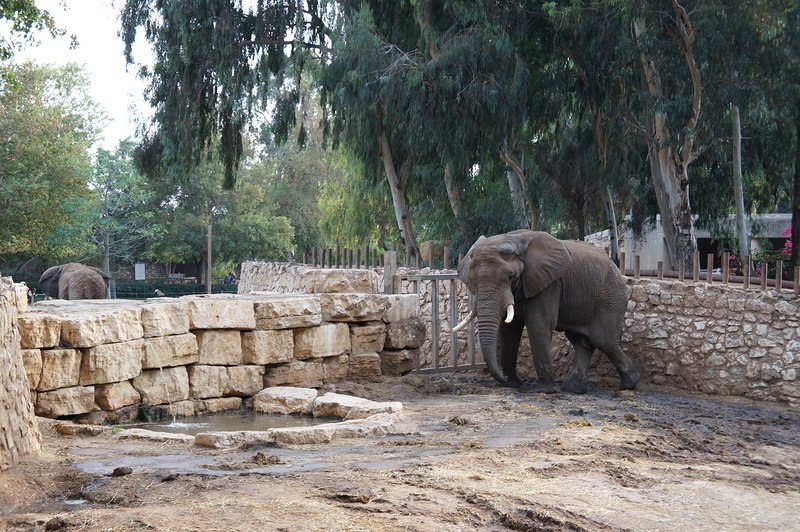 Фото 48: Слоны (лат. Elephantidae)