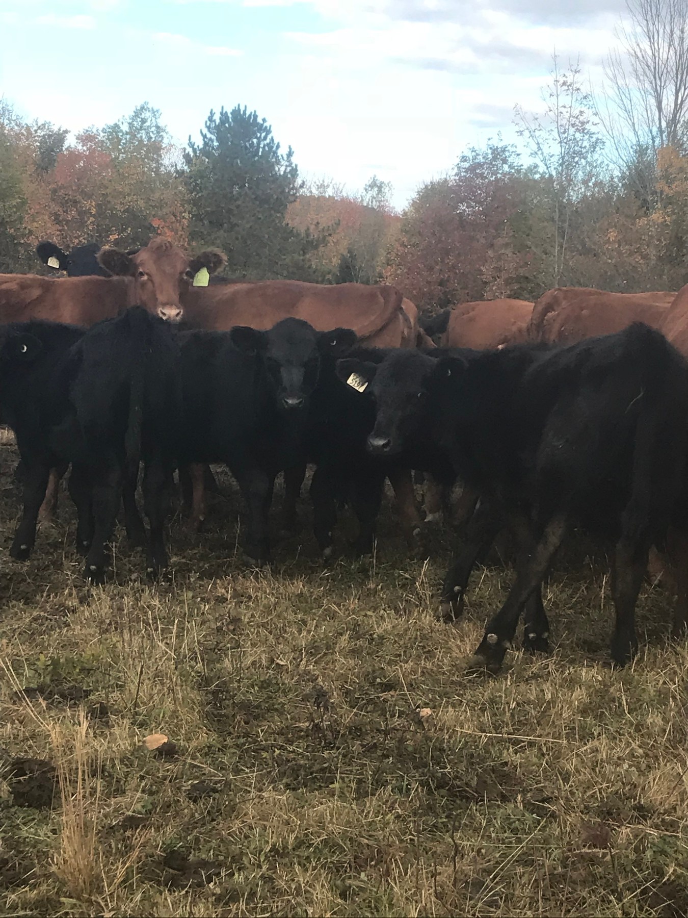 Pigs and Apples & Bale Grazing Cattle Drover Hill Farm