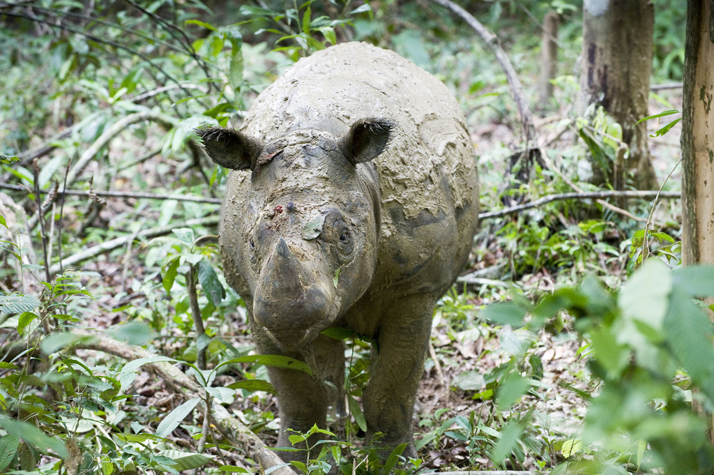 Lone Sumatran rhino caught in Sabah Save The Rhino