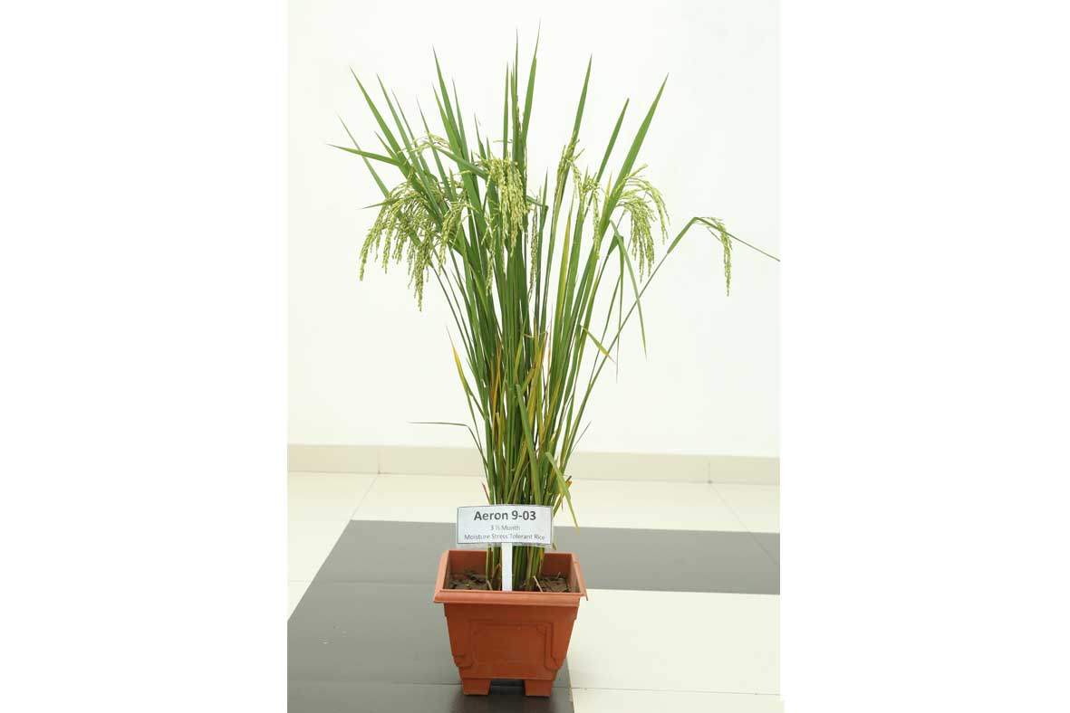 Variety Releasing Committee Meeting 2022 Department of Agriculture