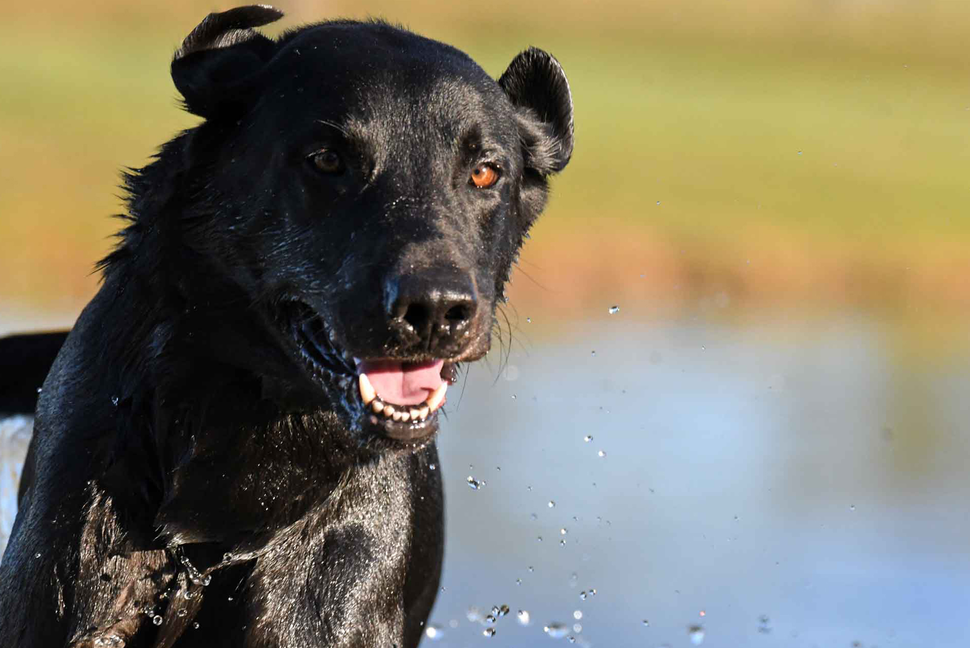 Boarding Dobbin Dog Ranch