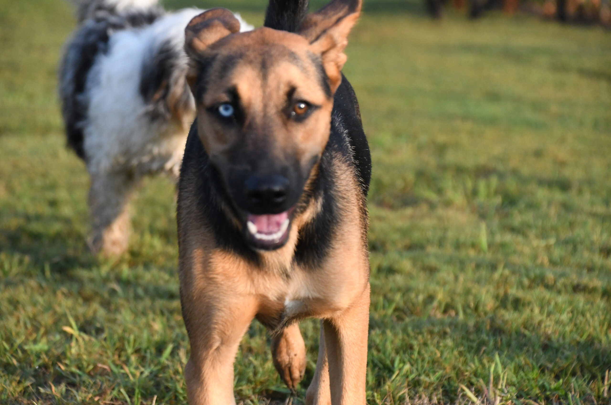 Boarding Dobbin Dog Ranch
