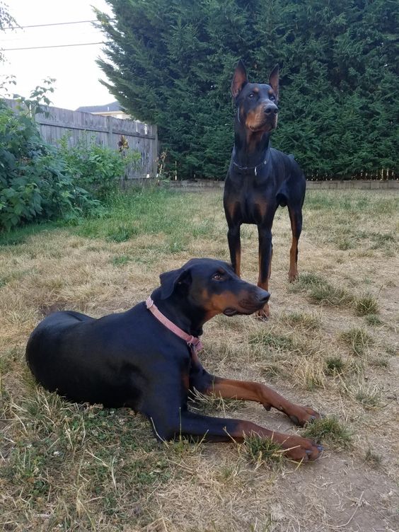 Male vs. Female Doberman Which is better? DobermanArea
