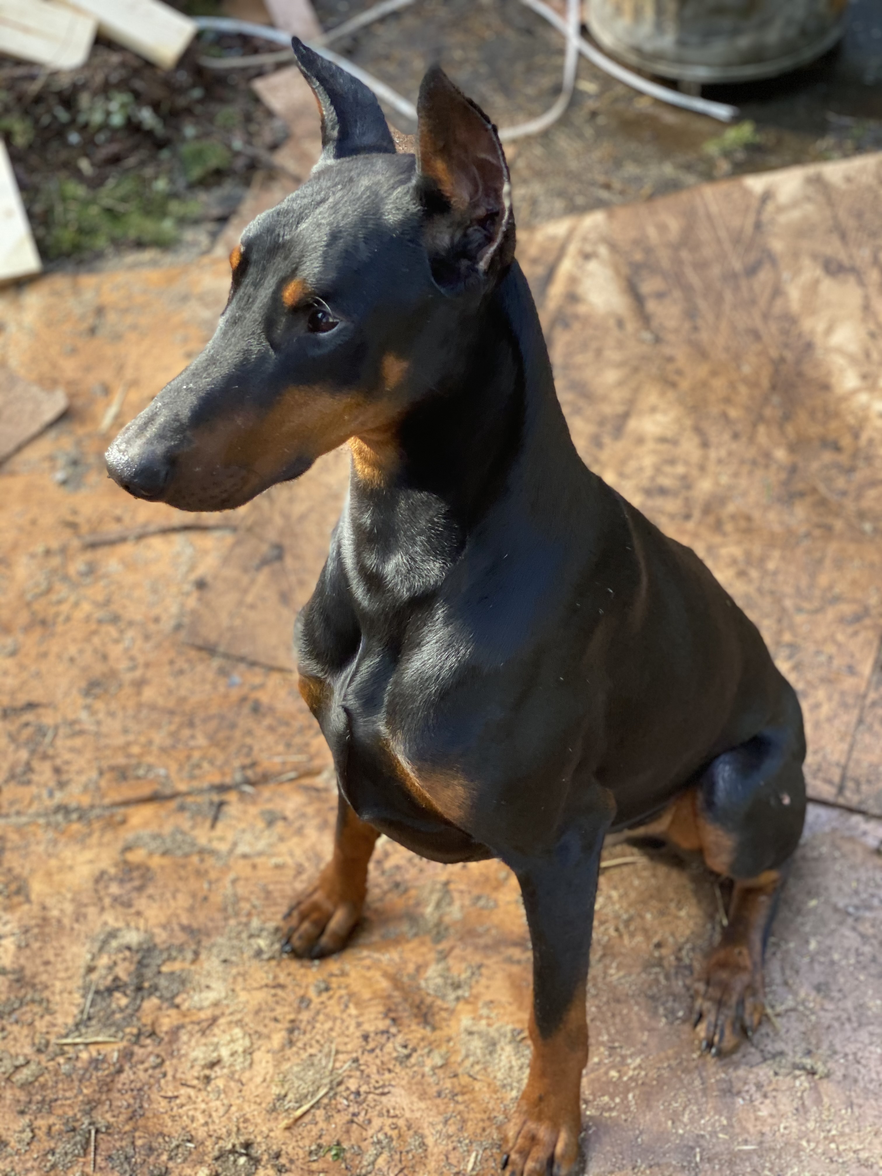 Sires Northwest Doberman Pinschers