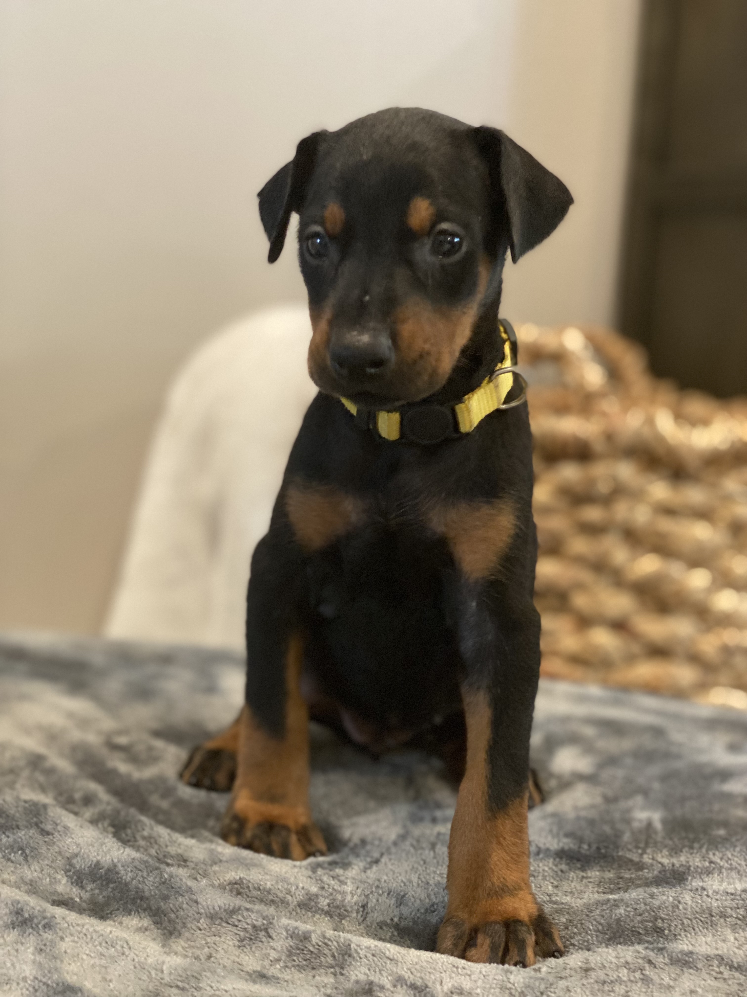 Ms Yellow 7/30/22 Northwest Doberman Pinschers