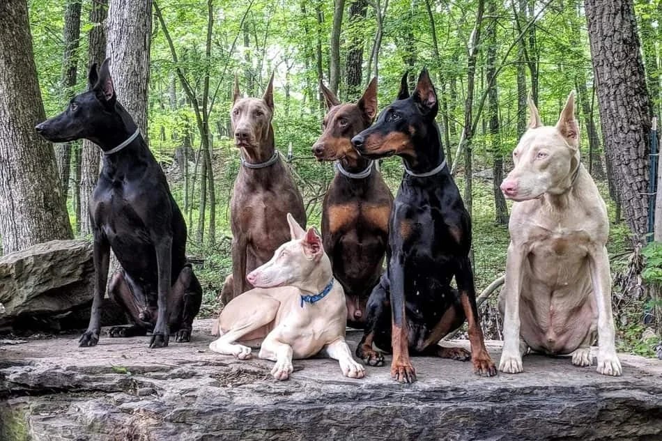 Doberman Facts, Temperament, Types & More!