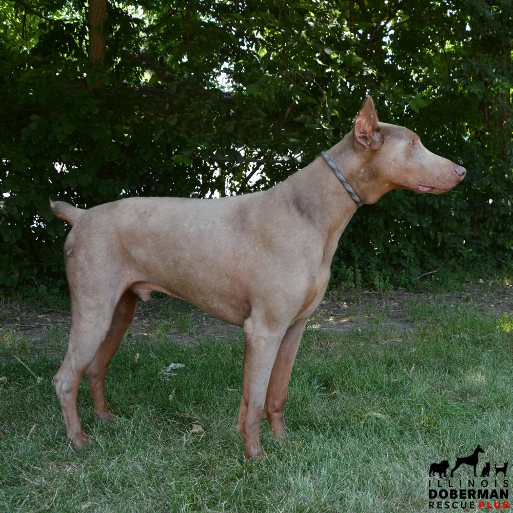 Blue or Grey Doberman Both are Exotic and Rare