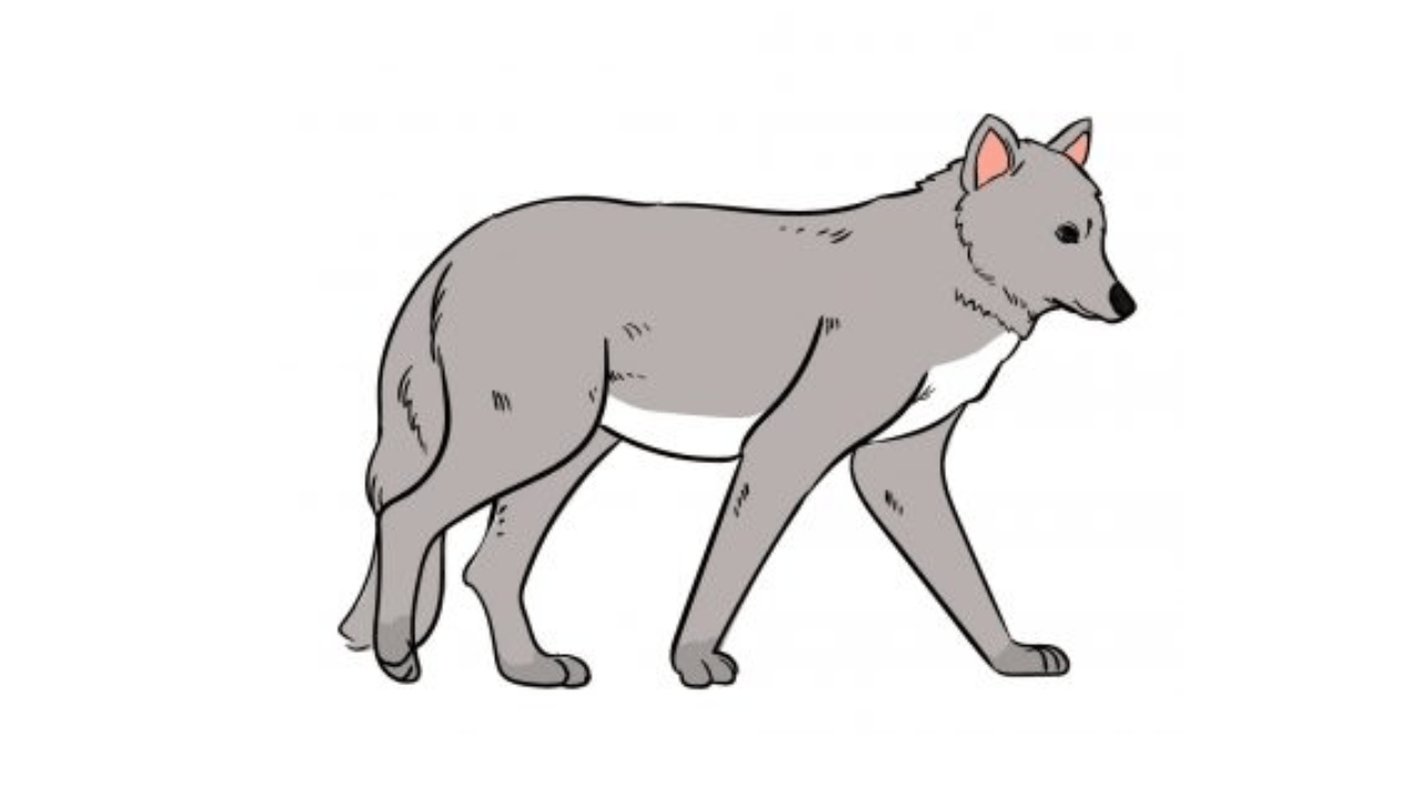 The Best Technique to Draw A Wolf Full Guide Do Best 4 You