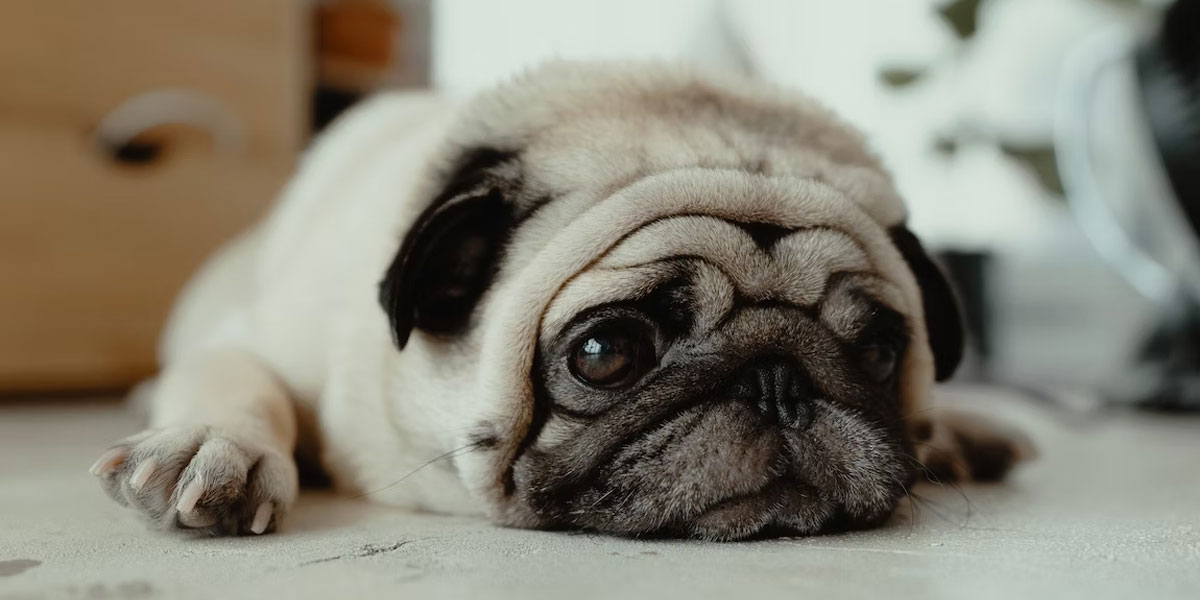 Ko je najmanji pas na svetu? Upoznaj 10 minijaturnih rasa pasa