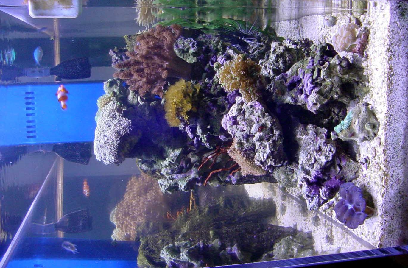 Reef Tank, Giant Clams,Doc Hemp
