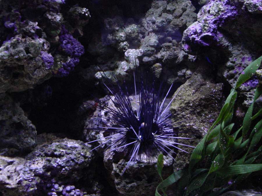 Reef Tank, Giant Clams,Doc Hemp