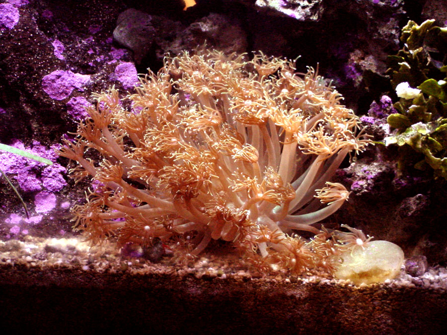 Giant Clams,Doc Hemp's Reef Tank Photos