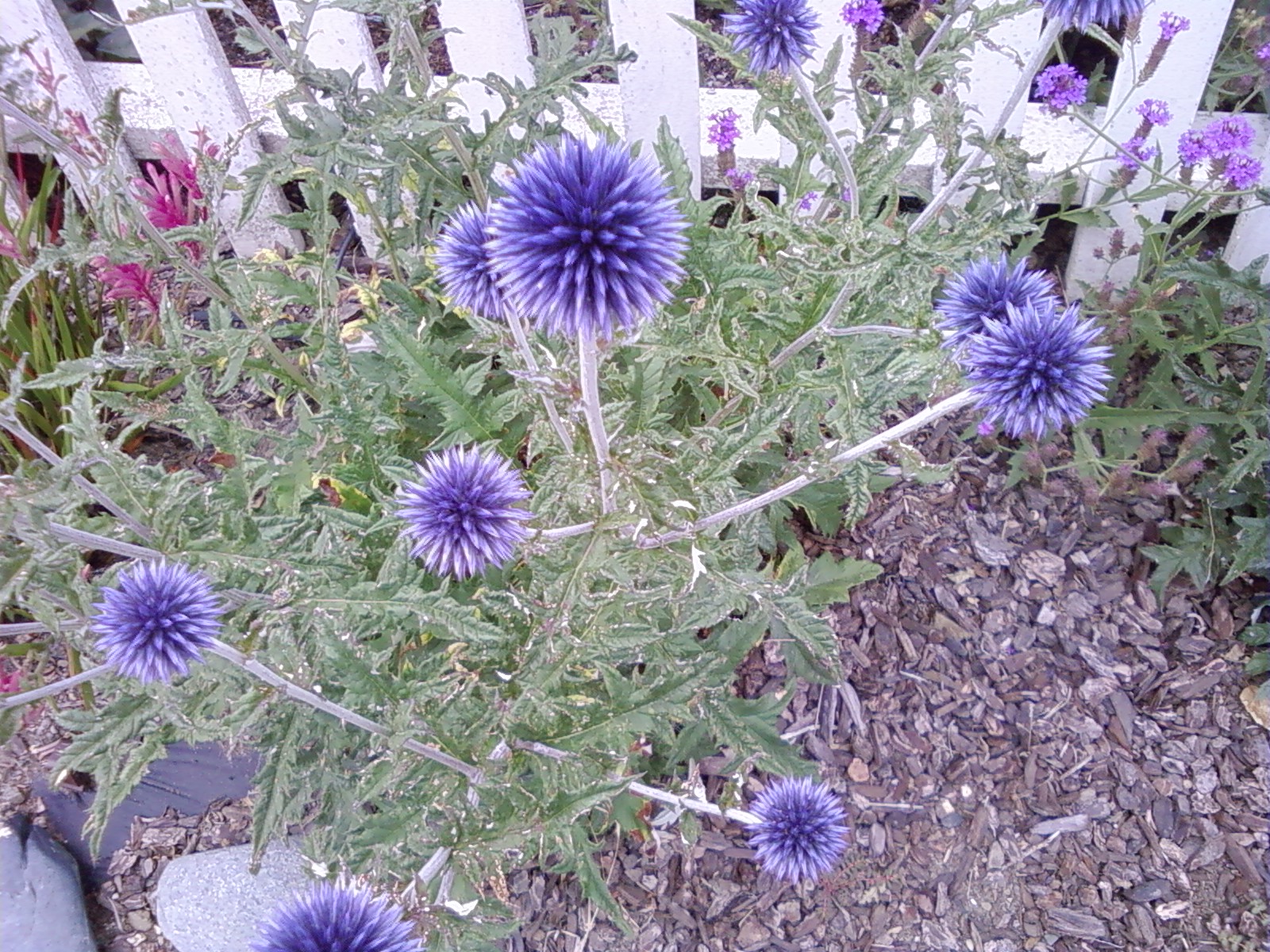 MACE PLANT Anvil in a Lace Bootie
