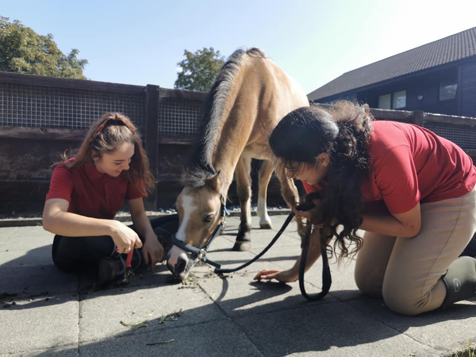 Volunteers Docklands Equestrian Centre