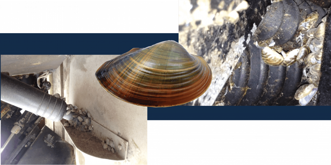 SJRA Zebra Mussel Inspection Program Dock Line Magazine